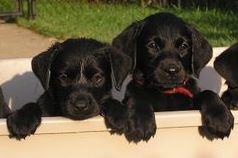 british lab breeders