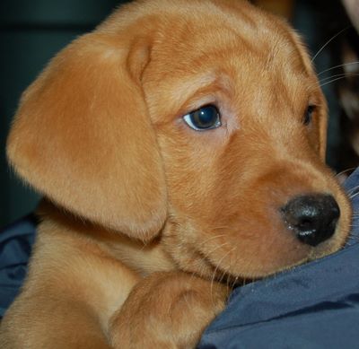 Grove British Labs British Labradors Minnesota Wisconsin